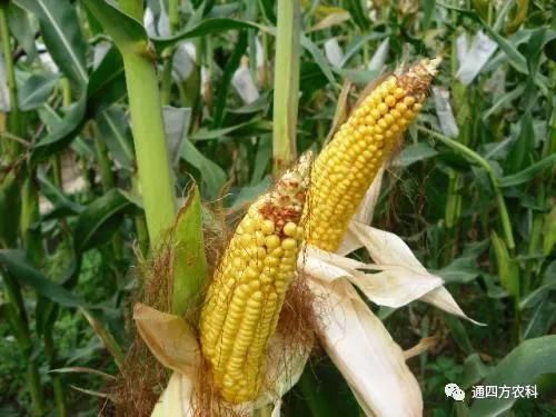 ���׶d���c�՗U��ԭ����