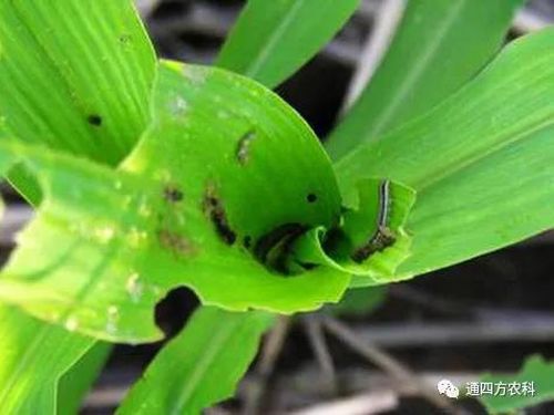 ���הQ����ô�k����ץ�o��Q��Ӱ푮a(ch��n)��!!!